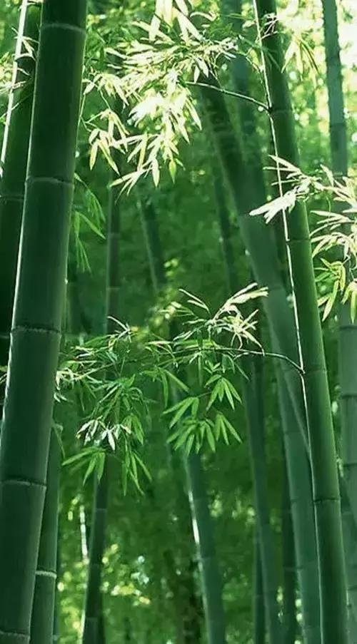 描写雨中竹子的句子有哪些?