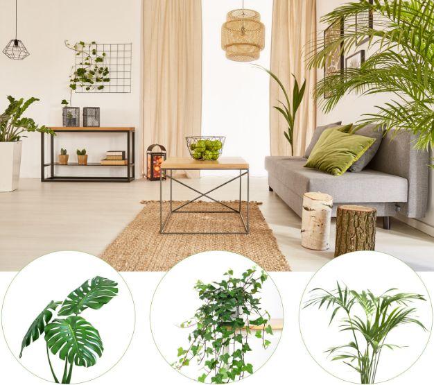 家里不同房间都适合养这些植物, 净化空气, 让家人身体健康