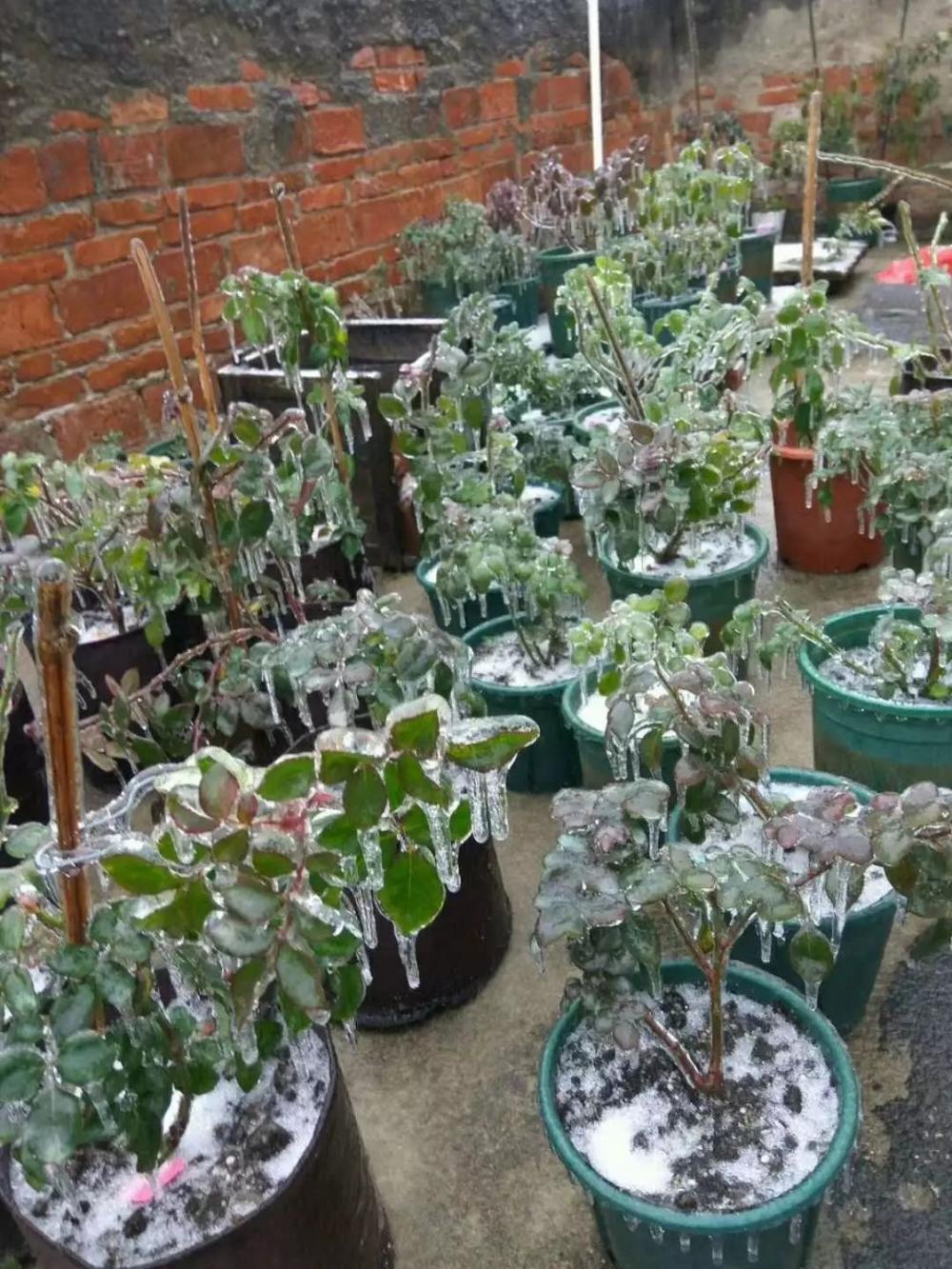 冬季哪些植物对霜冻最敏感? 怎么才能防止花卉被冻伤?