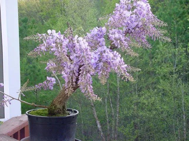在花盆里栽种的紫藤花, 养几年也能爬满整面墙