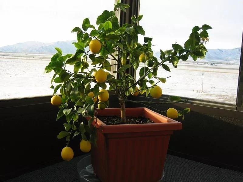 7种用花盆养的水果种到阳台之后, 全年都不用花钱买果子