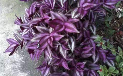 美腻到不行的紫色植物, 高逼格的家居生活怎么能缺少它呢!