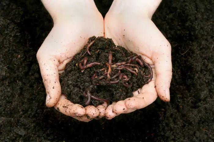 在土壤中加入这种东西, 养植物几年不施肥都不会缺肥