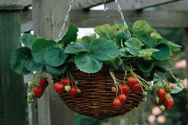 用水管种出一片垂直草莓园你见过么, 水果还能这样养