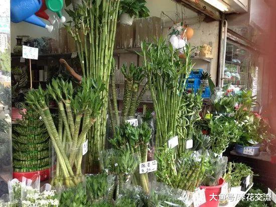 为什么冬天在花店买的富贵竹养10棵死9棵?