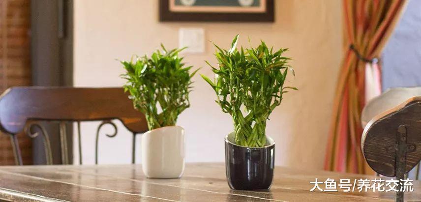 室内养护盆栽土培富贵竹会出现的9大问题