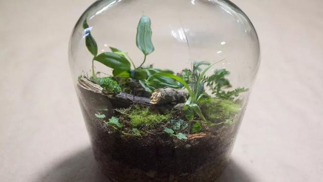 玻璃瓶制作漂亮的微型植物盆栽，摆放在办公室里招人喜爱