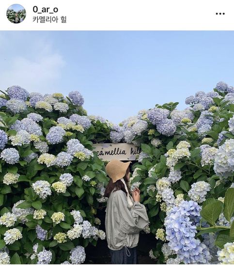 这次休假我们就去济州岛和韩国小姐姐一起看绣球花吧！