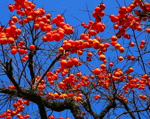 秋天的柿子-优美散文