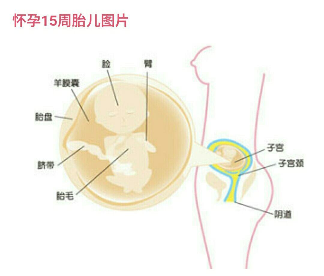孕15周胎心位置示意图图片
