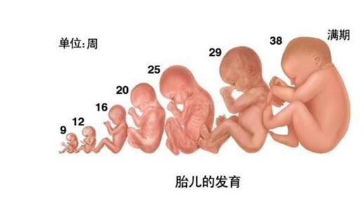 HL是胎儿的什么图片