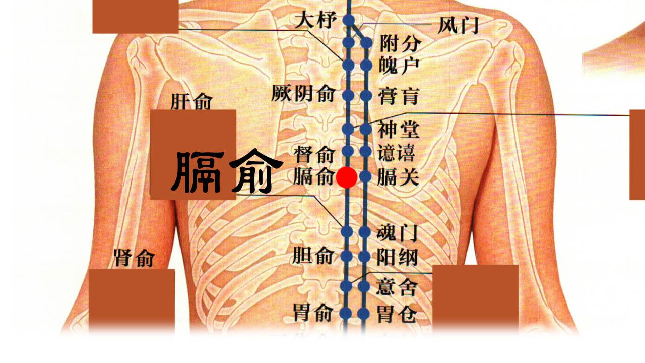 肺腧肾腧准确位置图片图片
