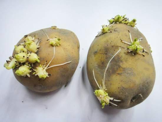 发芽的土豆切开的照片图片